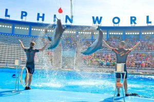 Spectacle-Dauphins-Hurghada-Dream-1